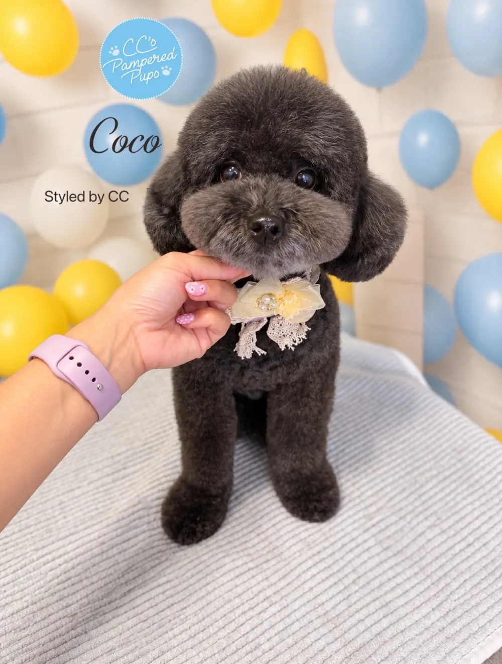 Coco groomed into a teddy-bear look with a bow