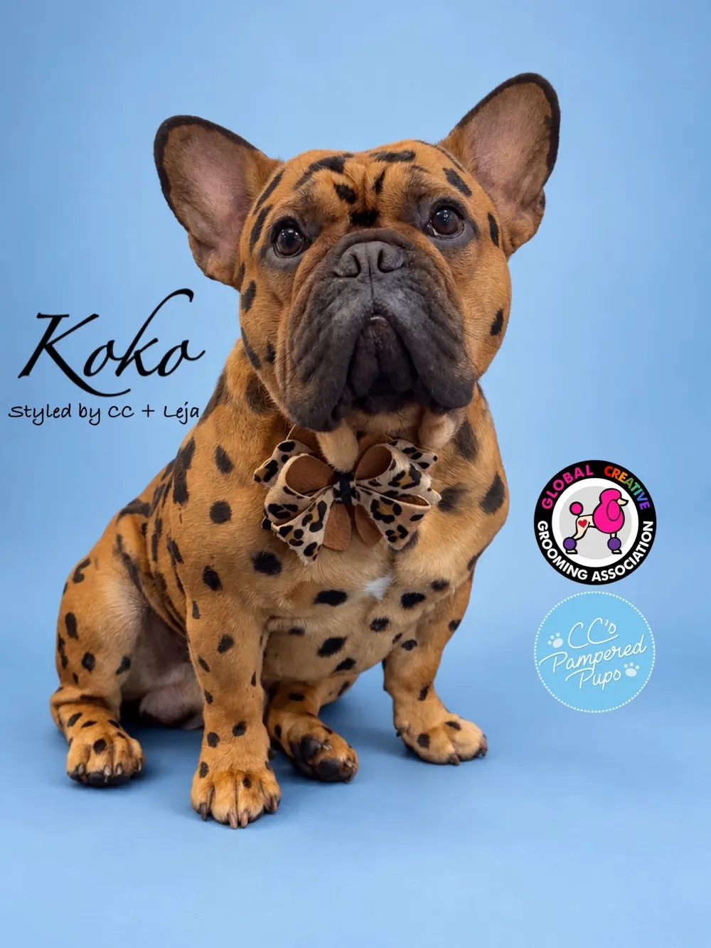 Koko's leopard-print creative groom