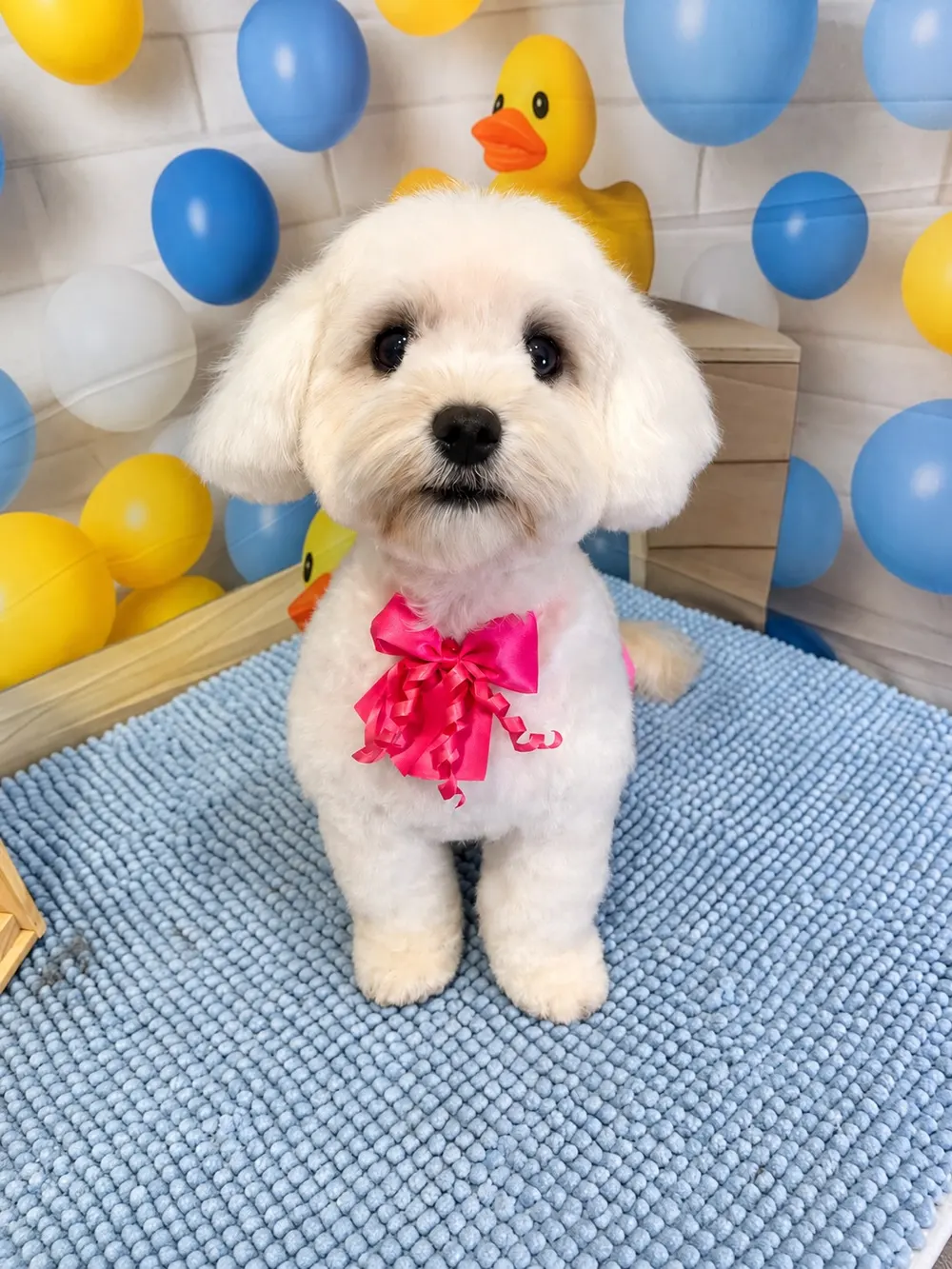 Temper with a pink bow and pink heart design in her groom